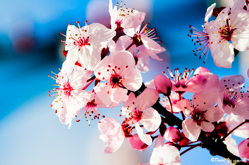 Menyelami Tradisi: Makna Filosofis Karangan Bunga Medan